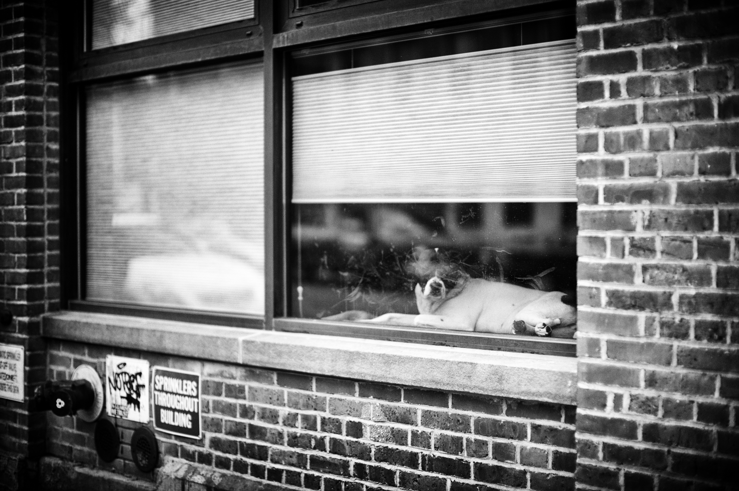 dog in a window